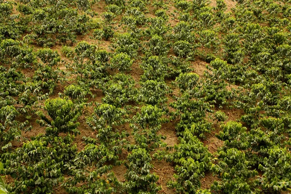 Kaffe fält. Colombia — Stockfoto