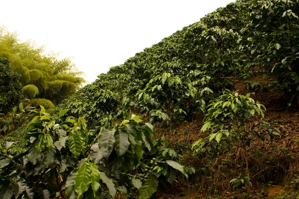 Plantas de café para madurar —  Fotos de Stock