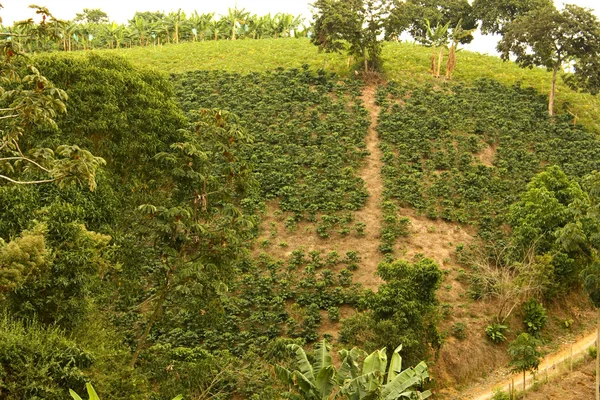 Кава поля. Колумбія — стокове фото