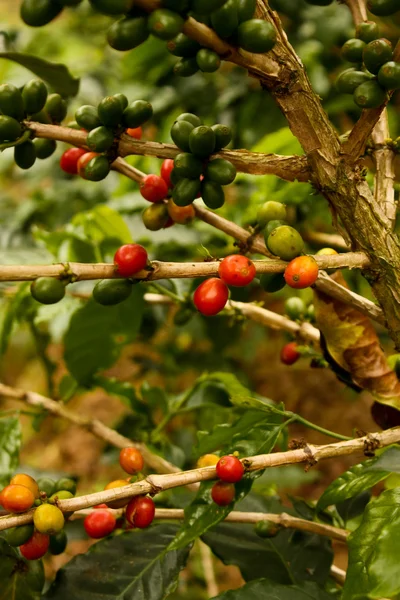 Kávé növények érett — Stock Fotó