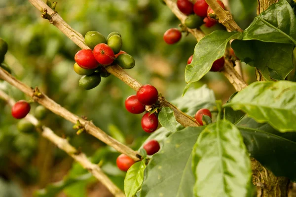咖啡植物成熟 — 图库照片
