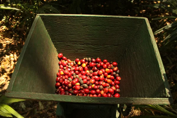 Група органічних кавових зерен . — стокове фото