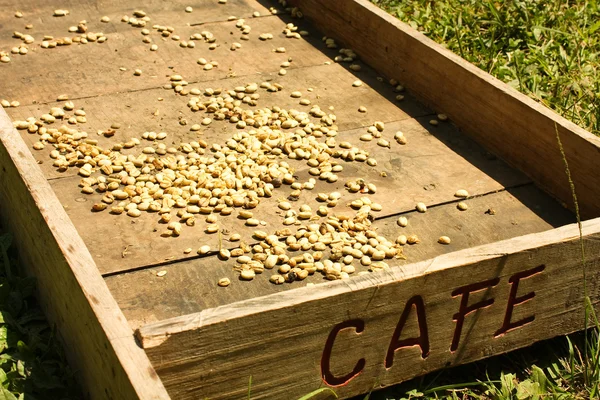 Tradycyjny system suszenia kawy — Zdjęcie stockowe