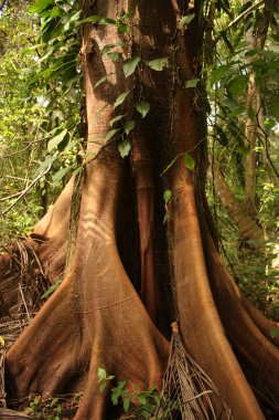 Ceiba, tropical tree, Tayrona National Park clipart