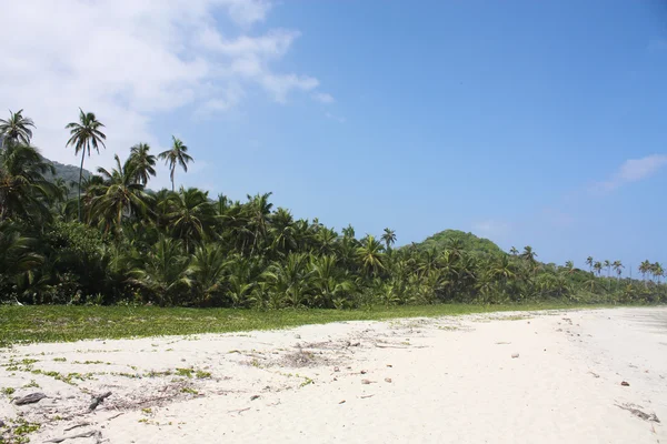 stock image Beach and Tropical forest