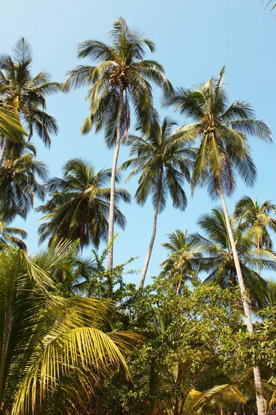 Karayip Denizi boyunca tropikal orman — Stok fotoğraf