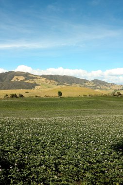 Potatoes in bloom. Andean mountains clipart