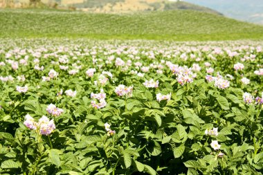 Fields planted with potatoes in bloom clipart