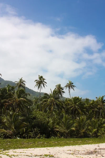 Тропический лес и Карибский пляж — стоковое фото