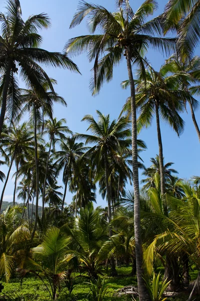 Palmen. tropisch woud. Tayrona colombia — Stockfoto