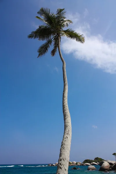 Dłoń. karaibska plaża — Zdjęcie stockowe