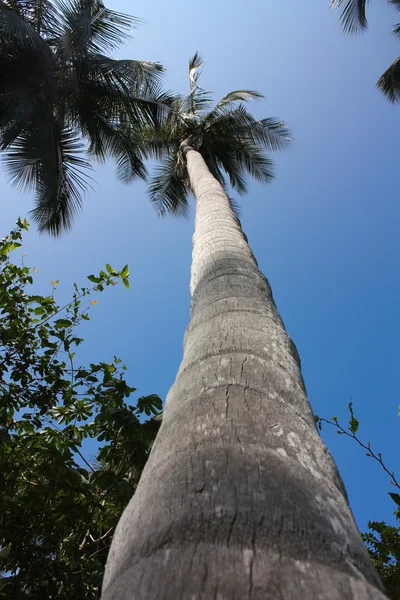 Palm. Tropikal orman. Tayrona Kolombiya — Stok fotoğraf
