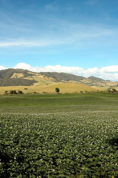 Batatas em flor. Montanhas andinas — Fotografia de Stock