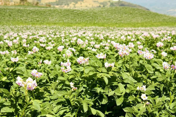 Velden beplant met aardappelen in bloei — Stockfoto