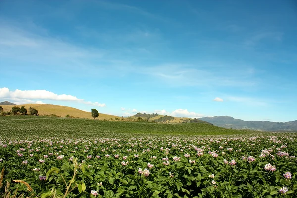 Fields planted with potatoes in bloom — Stock Photo, Image