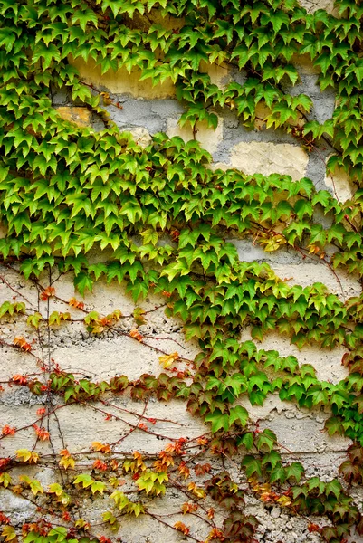 Bluszcz kolorowych liści jesienią — Zdjęcie stockowe