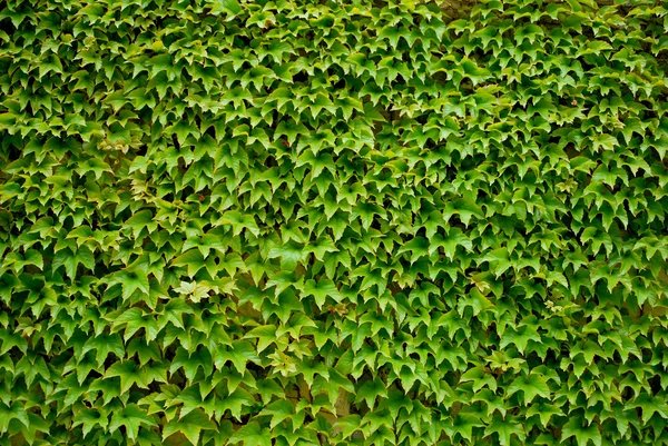 Kleurrijke ivy bladeren in de herfst Stockfoto