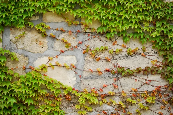 Färgglada murgröna blad på hösten — Stockfoto
