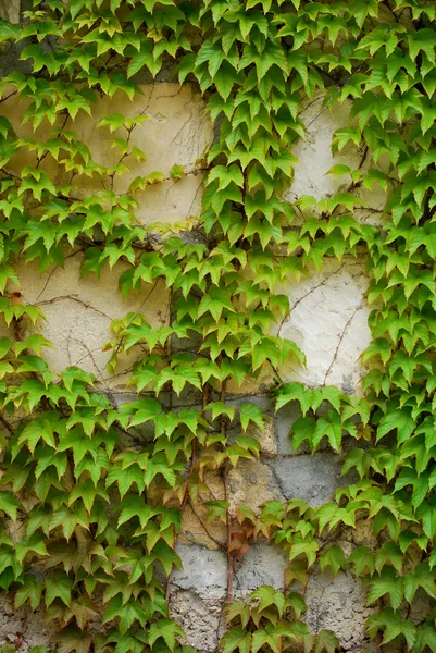 가 있는 화려한 담 쟁이 잎 스톡 이미지