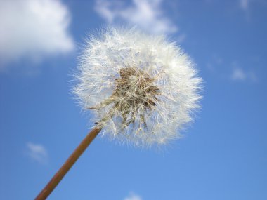 Fluffy and the sky