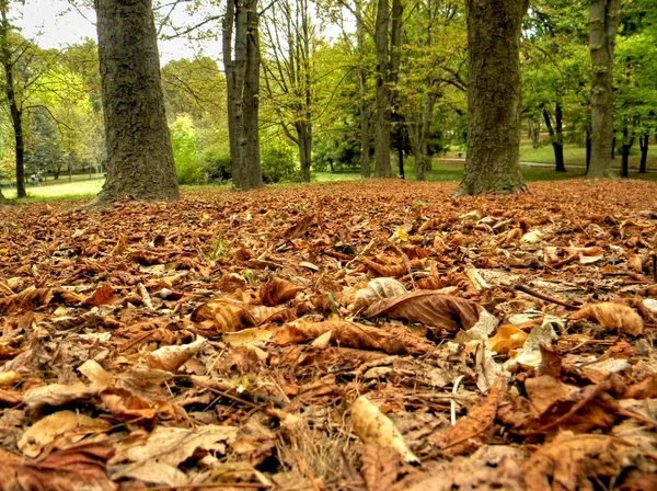 Sonbahar Parkı