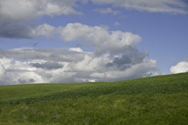 Palouse bulutlar