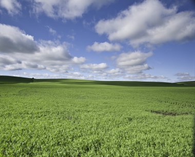 Flat field with clouds clipart