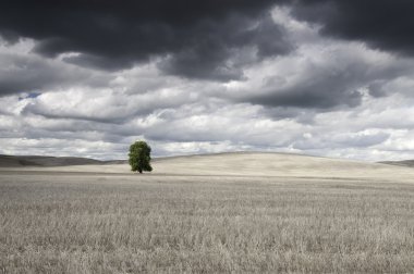 Lone tree in hay field clipart