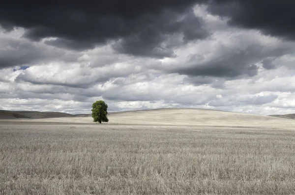 Osamělý strom v oboru seno — Stock fotografie