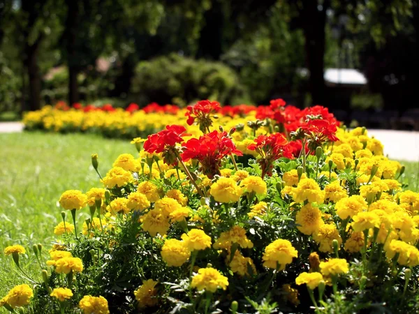 Flores amarillas y rojas — Foto de Stock