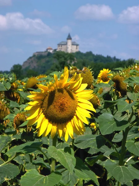 Sunflower with castle Royalty Free Stock Photos