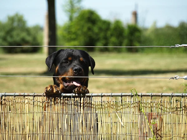 Watchful rottweiler Royalty Free Stock Images
