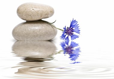 Zen balance with wild flowers 5. clipart