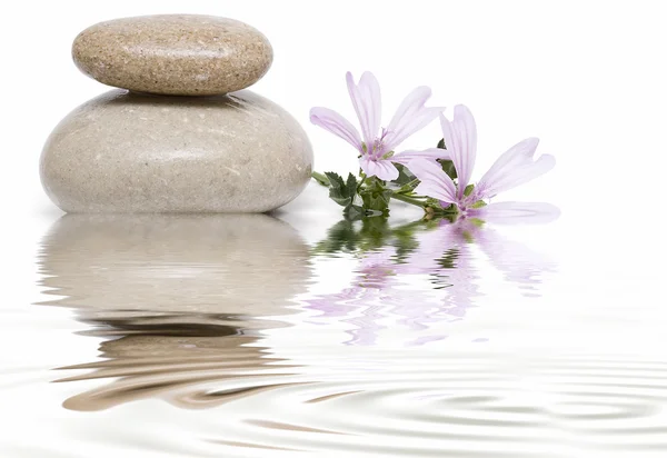 Zen balance with wild flowers 10. — Stock Photo, Image