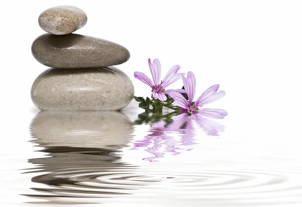 Zen balance with wild flowers 9. — Stock Photo, Image