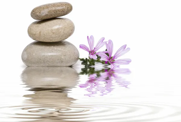 Zen balance with wild flowers 8. — Stock Photo, Image