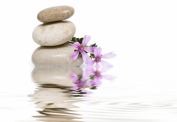 Zen balance with wild flowers 7. — Stock Photo, Image