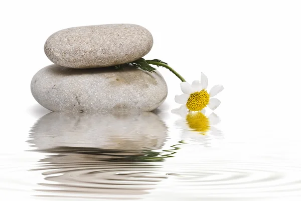 Zen balance with wild flowers 6. — Stock Photo, Image