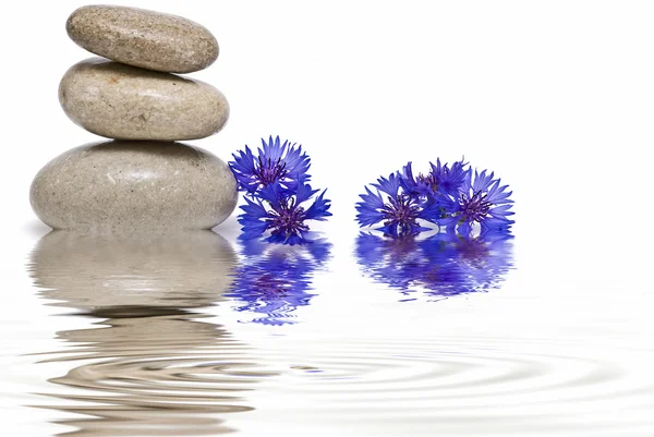 Zen balance with wild flowers 4. — Stock Photo, Image