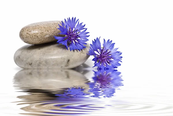 Zen balance with wild flowers. — Stock Photo, Image