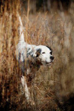 Kuş Avcılık Köpek asist