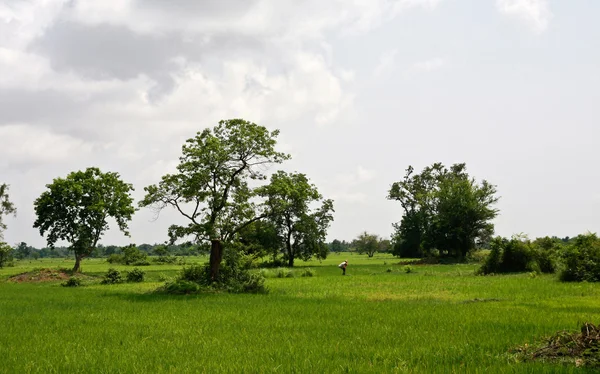 Rice paddy no Camboja — Fotografia de Stock