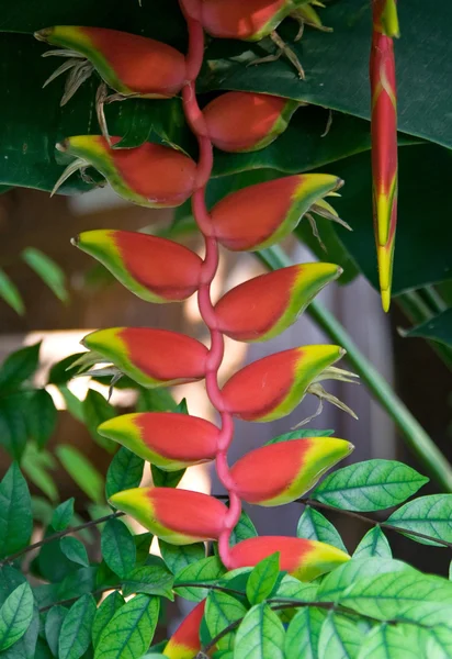 Garra do Caranguejo planta tropical — Fotografia de Stock