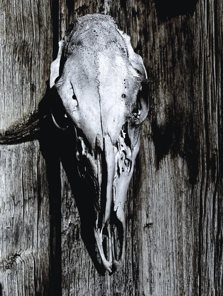 Crânio animal — Fotografia de Stock