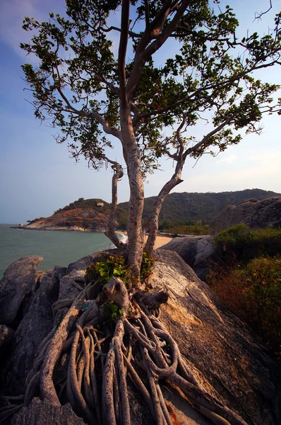Дерево Кхао Тао — стоковое фото