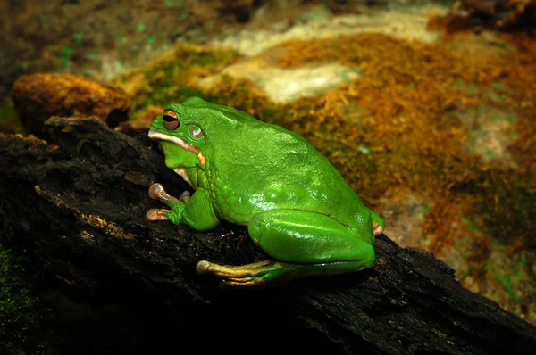 Thai green frog