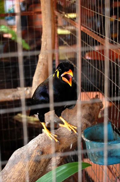 Тайська говорити птах — стокове фото