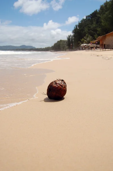 Bang Tao coconut — Zdjęcie stockowe