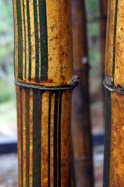 Bambu varil