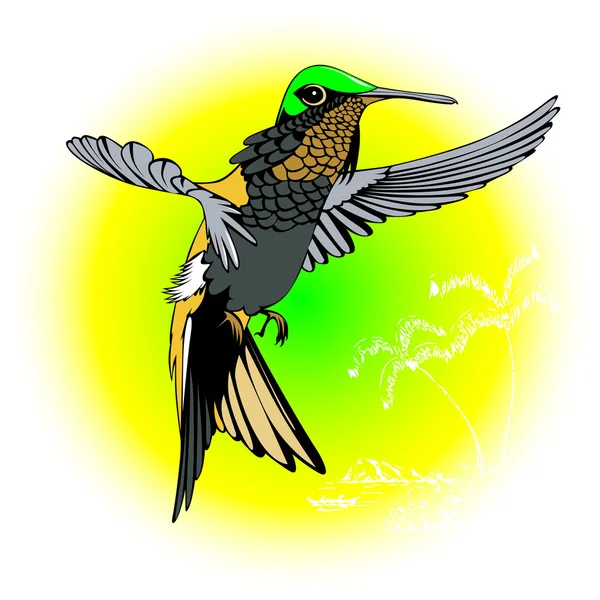 Kolibri — Stock vektor